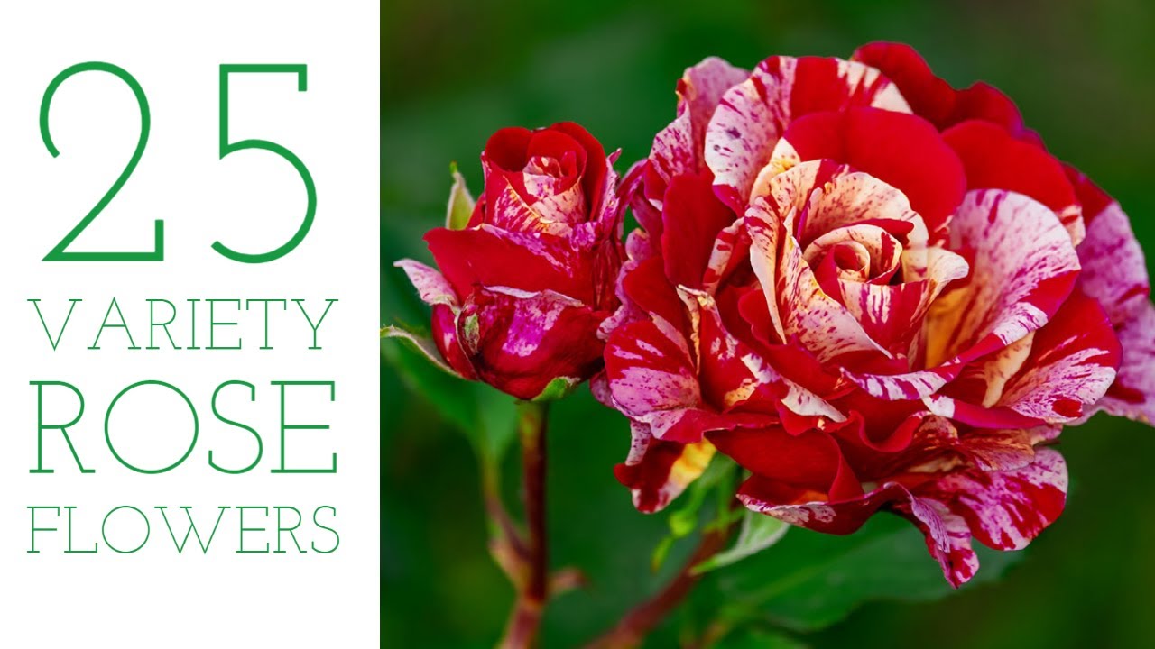25 Different Rose Plants | Roses Varieties | Roses Collections
