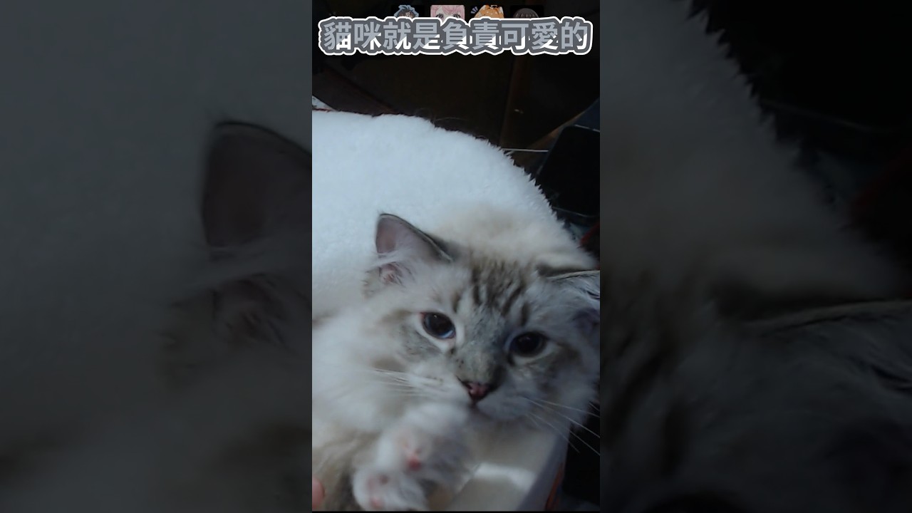 虧虧可愛到犯規！#ren #cat #shorts ￼
