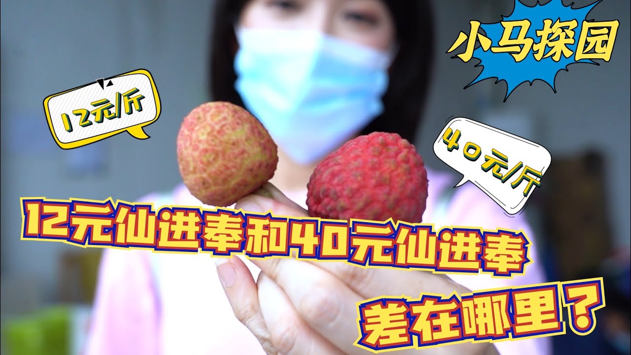 小马探园：40元仙进奉荔枝和12元仙进奉荔枝差在哪里？🤔