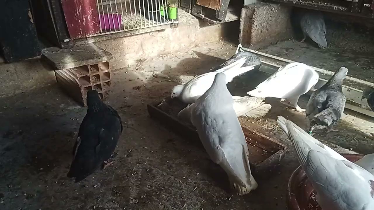 تولعة مساءيه في حمام سيفيانوس الملكي #pigeon 