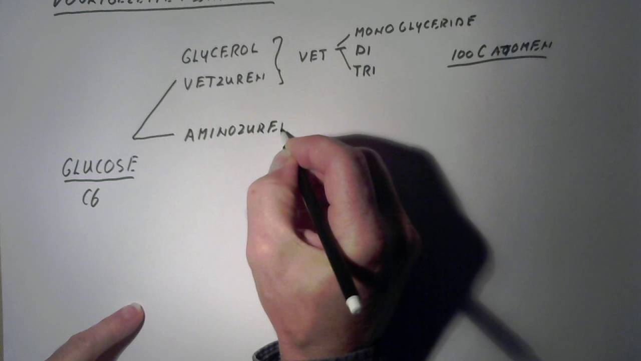 voortgezette assimilatie