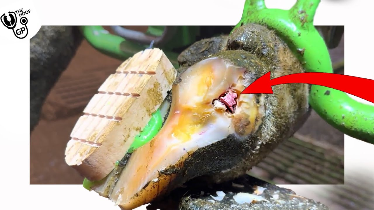 I pulled CONGEALED PUS out of this cow's foot!