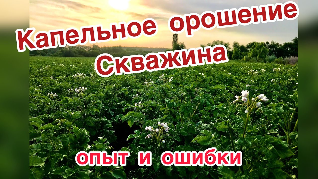 Капельный полив из скважины. Опыт прошлого года, разбор ошибок. Картофель   2021 г.