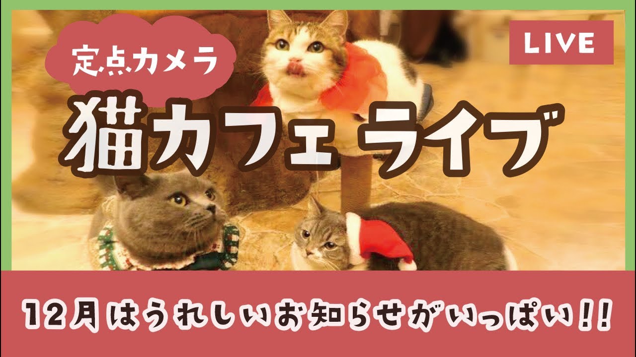 クリスマス猫カフェまったりライブinてまりのおしろ（定点カメラ）vol.19