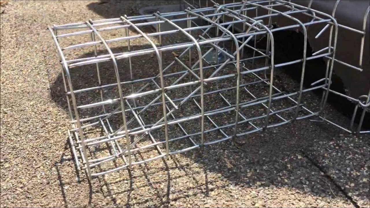 Squirrel Removal & Prevention
