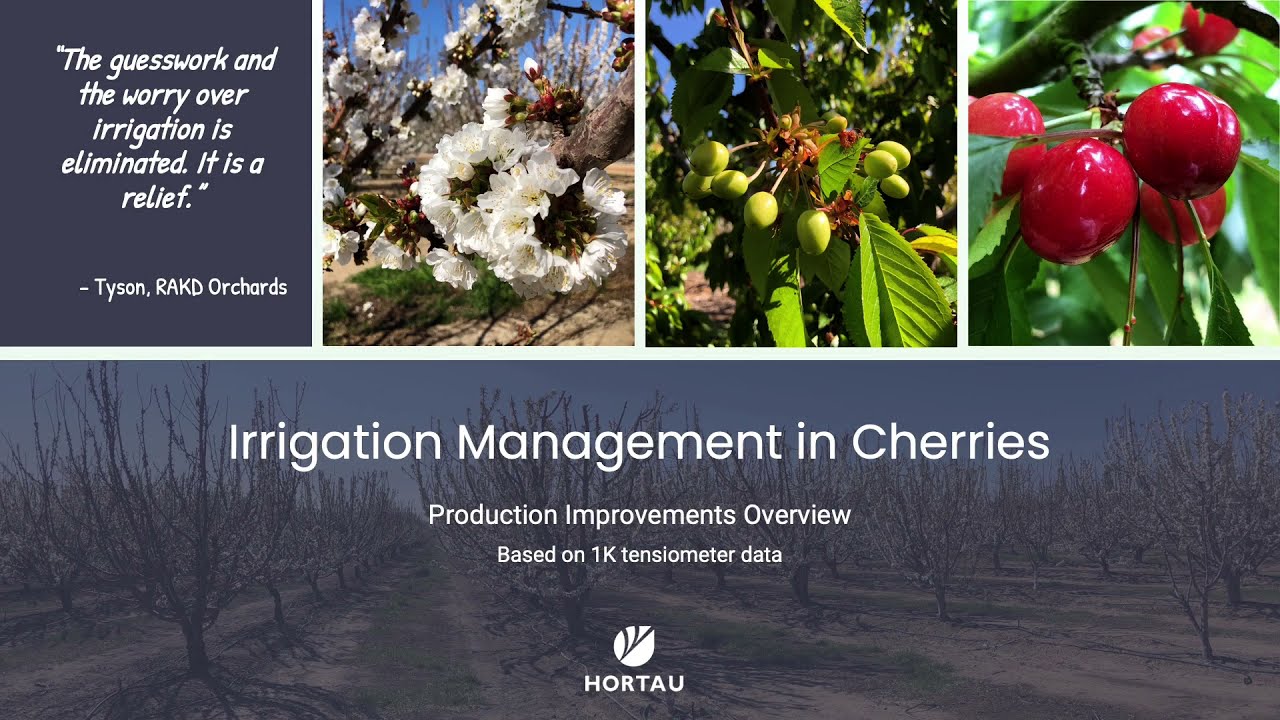 Advanced Irrigation Management in Cherries