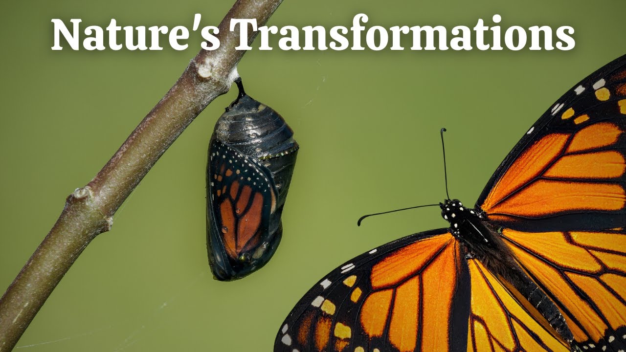 Butterfly Metamorphosis in Your Garden | Narrated Nature for Sleep & Relaxation