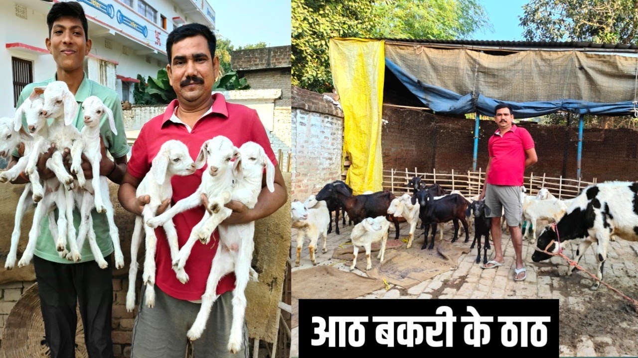 11 हज़ार में 8 बकरी से bakri farm शुरू कर भोजपुर का युवा आज कमाल कर दिया Goat Farming
