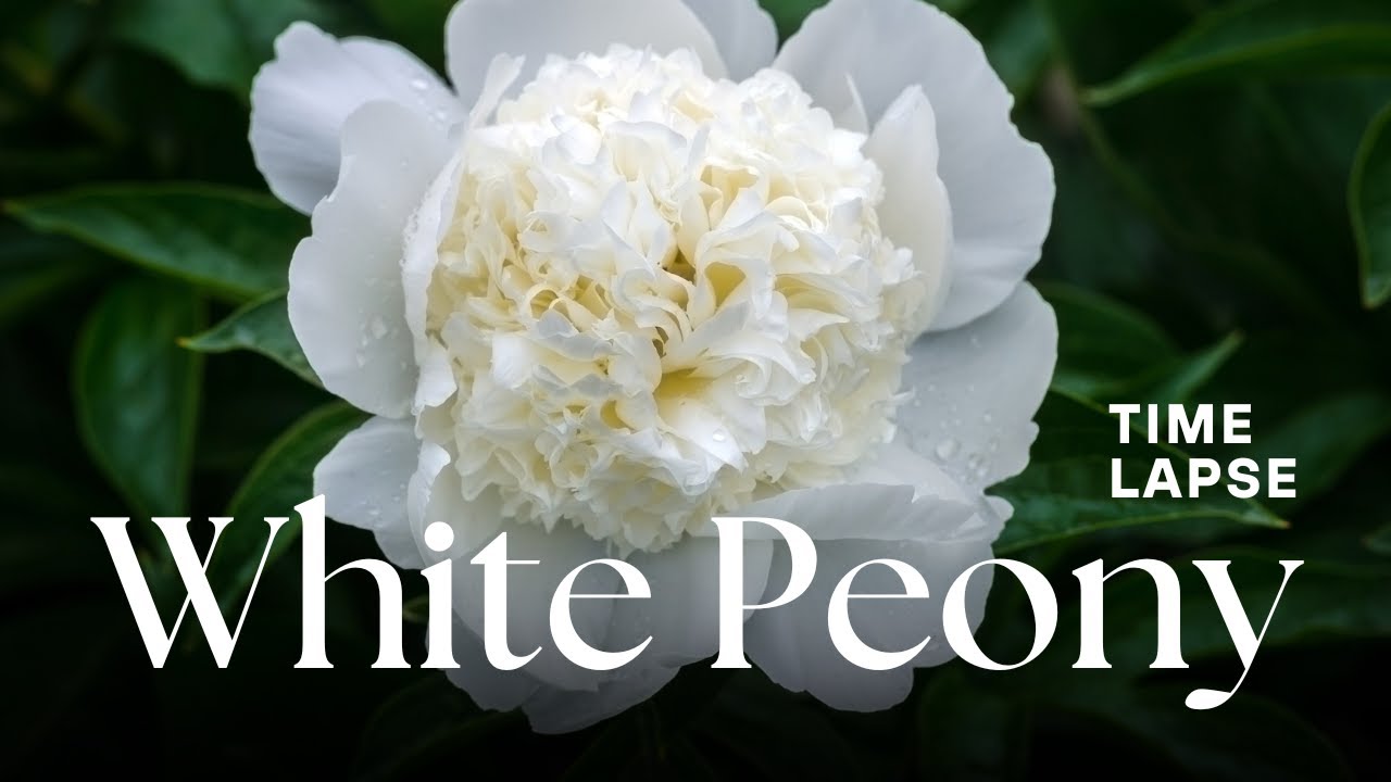 White Peony Flowers Blooming Time-lapse