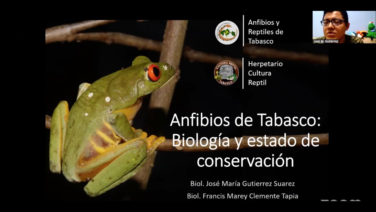 Conservación de Anfibios en Tabasco, México | SAVE THE FROGS! Mexico Reunion (2026-01-14)