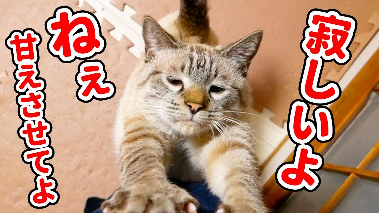 猫のおねだりがかわいすぎて仕事が手に付きません…