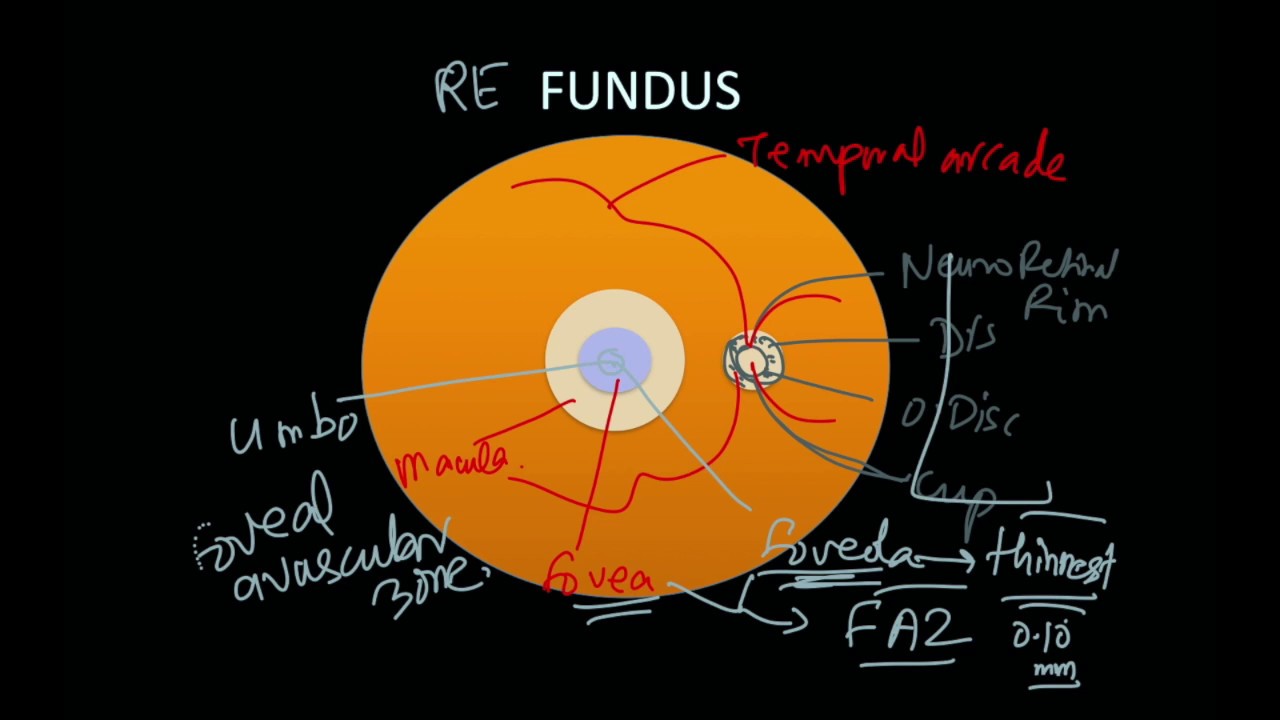 High Yield Topic - Clinical Anatomy of Retina