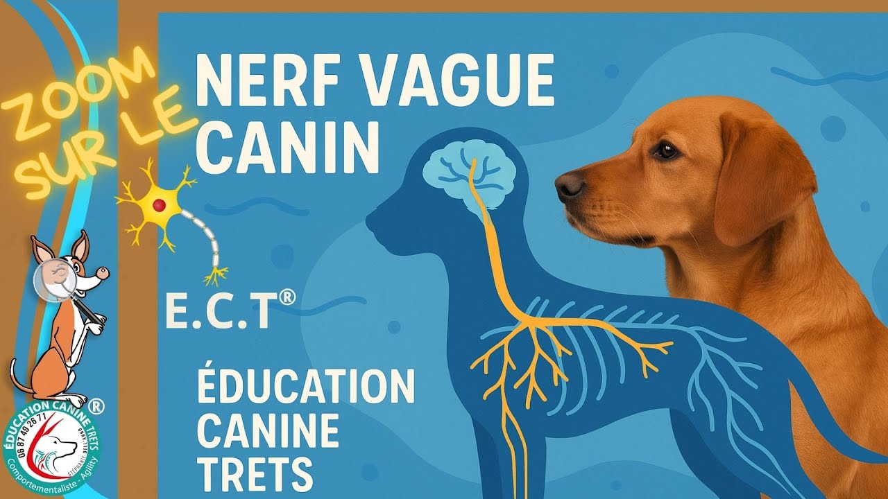 Mon chien était ingérable : anxieux, agressif… jusqu’à CE déclic : LE NERF VAGUE