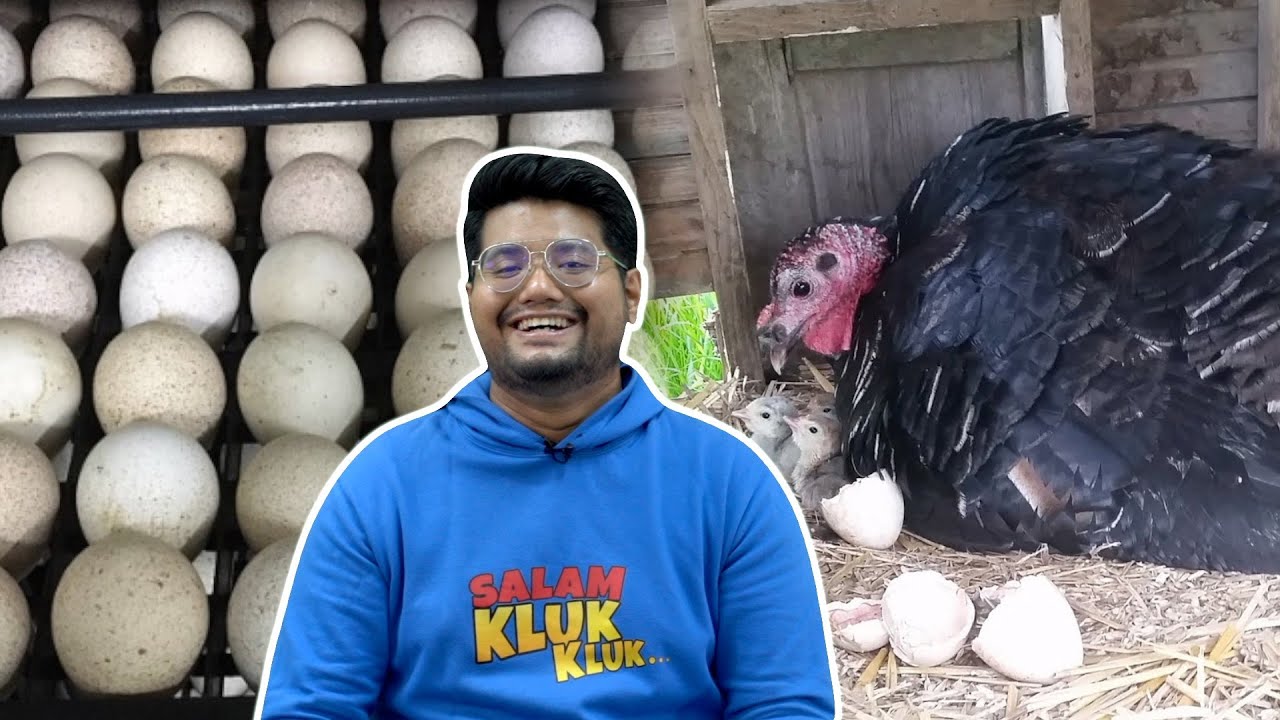 Sebab Telur Ayam Belanda Susah Dikomersialkan