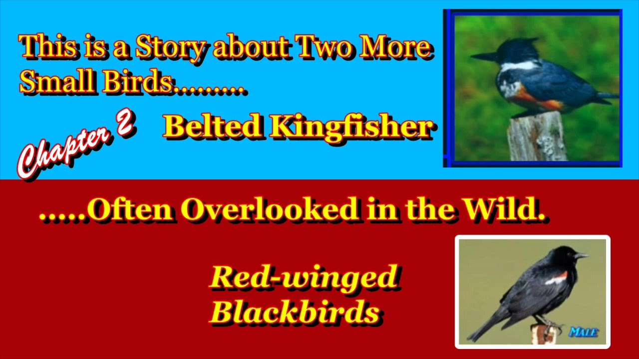 Chapter 2. A Close Look at the Smaller Birds that Inhabit South Carolina Low Country.  .