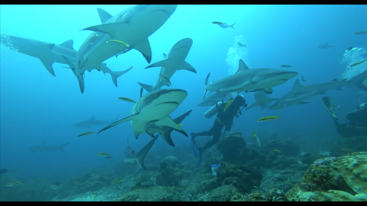 Espectacular Buceo feeding tiburones Honduras - Roatán, 4K