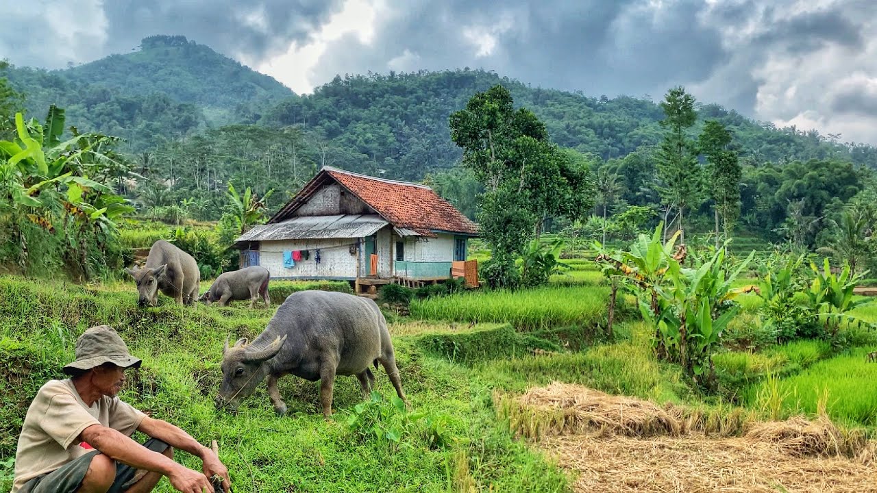 SUNGGUH INDAH! Pemandangan Alamnya. Kampung Yang Damai, Orang Sunda Ini Hidup Di Sawah Lereng Gunung