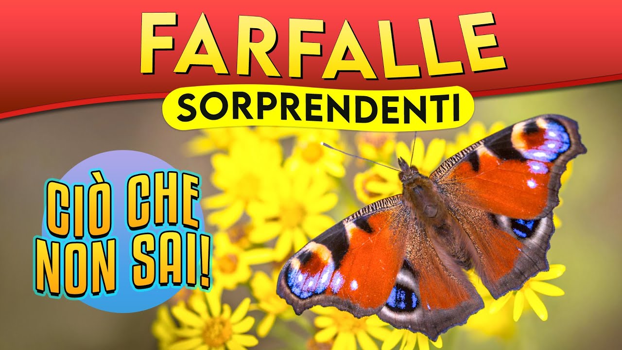 Sorprendenti farfalle, ciò che non sai! ► Puntata 5