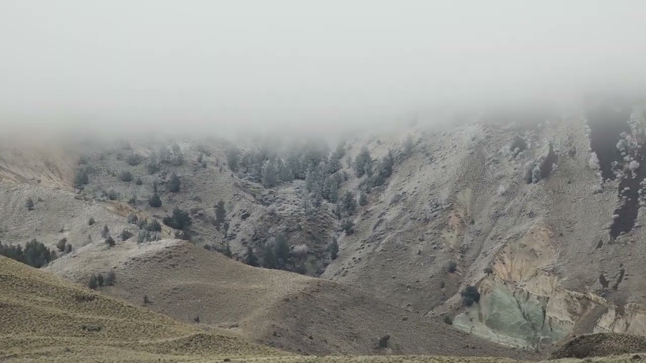Frosted trees under low cloud ceiling