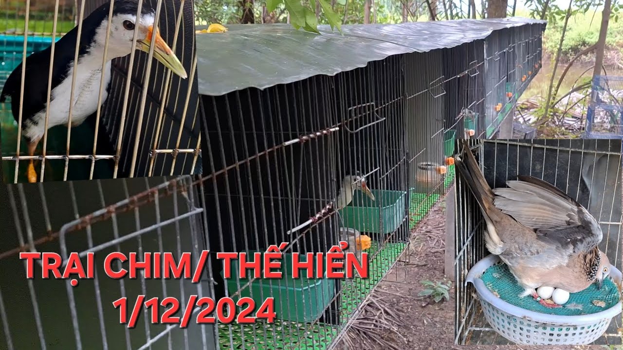 trại chim Thế Hiển 1/12 . chim quốc  cu gáy trích ré .0914.395.359