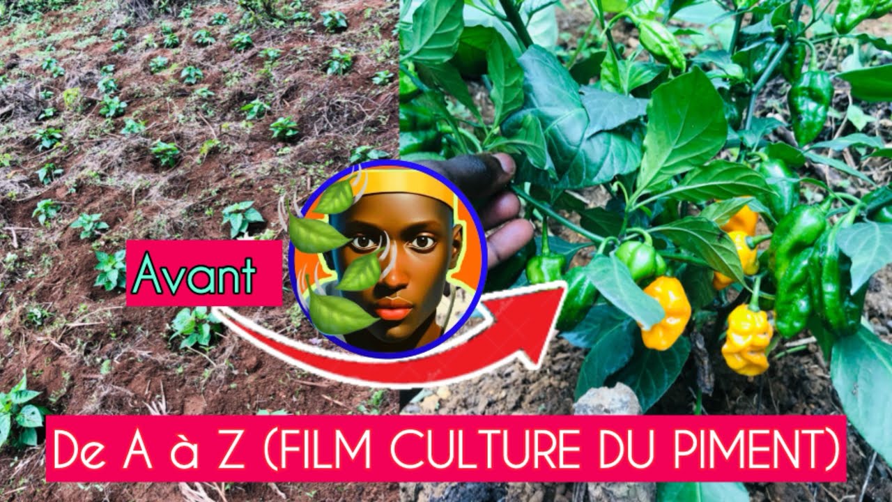 Comment RÉUSSIR la CULTURE de PIMENTS de A à Z