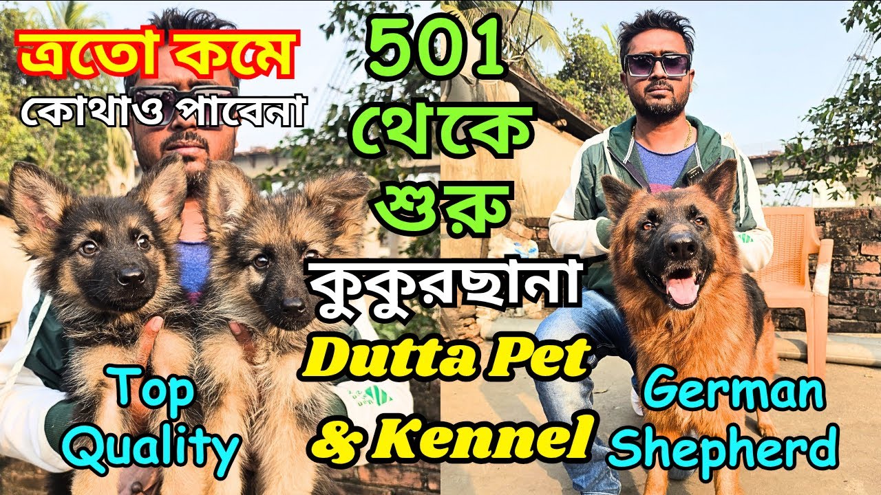 Best German Shepherd in Kolkata । Import Quality Kci Registered। Dog Market in Kolkata