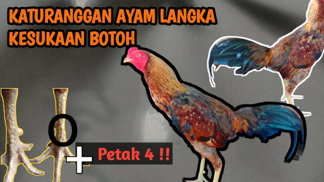 SISIK KATURANGGAN AYAM LANGKA, Sisik Petak Empat