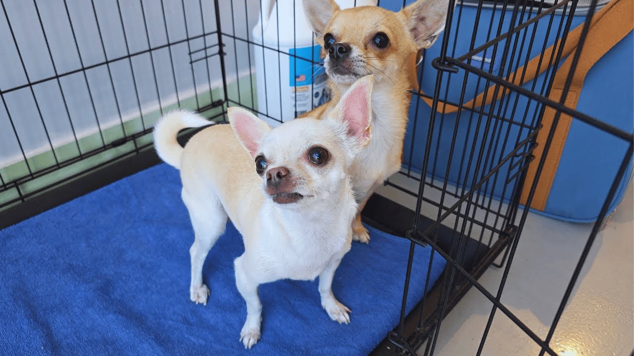 Two Shivering Chihuahuas