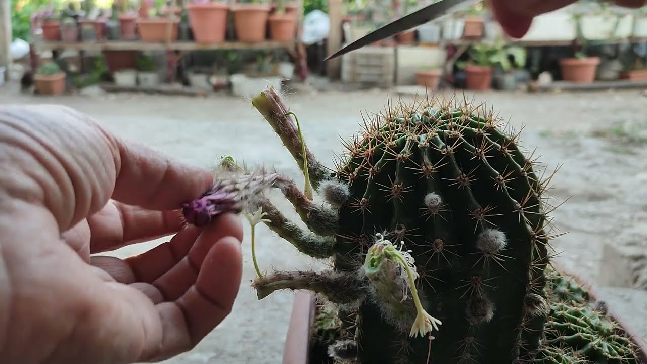 Arkadaşlar benden tozlaştırma videosu istedi yaptım.😊#cactus #azerbaycan #succulent
