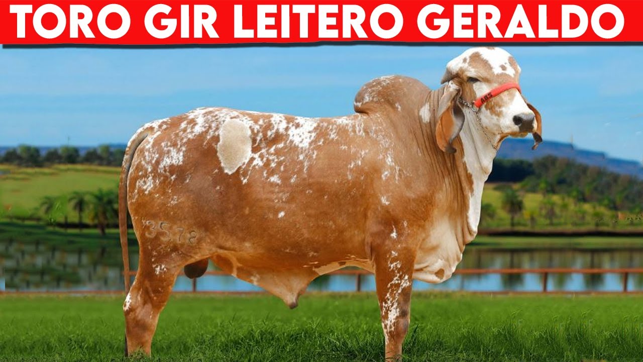 🔴 Gir Lechero Toro GERALDO ✅ Los Mejores TOROS GYR  // GADO GIR LEITERO