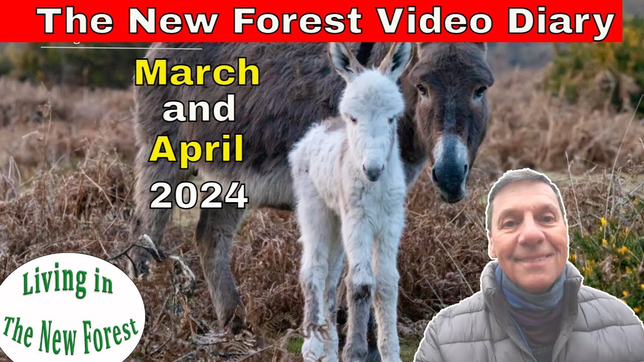 The New Forest Video Diary - March April 2024  #NewForest