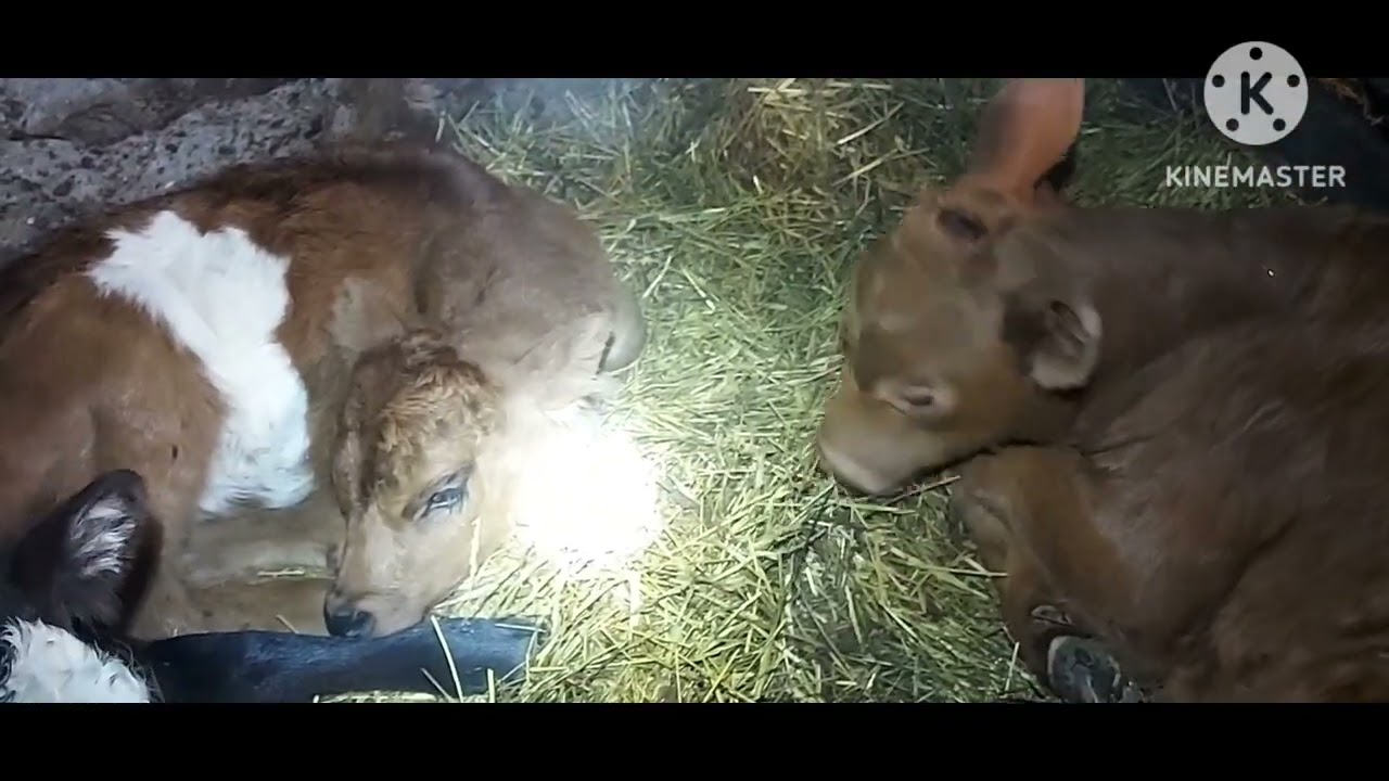 Жизнь в селе#Казахстан#Немного навалило снега.Прокололи телят.