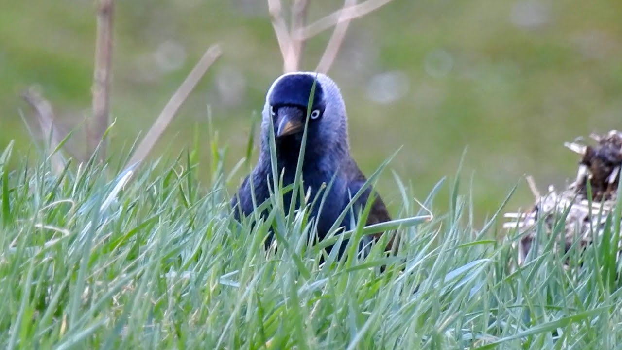 Kavka obecn&aacute; (Corvus monedula),Dohle,Western jackdaw