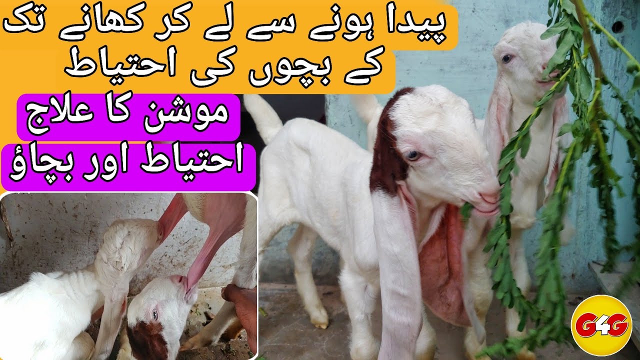 Bakri Ke Chote Bacho Ko Kya Khilayen Aur Bacho Ka Ahthyat | What To Feed The Goat Baby & How To Care