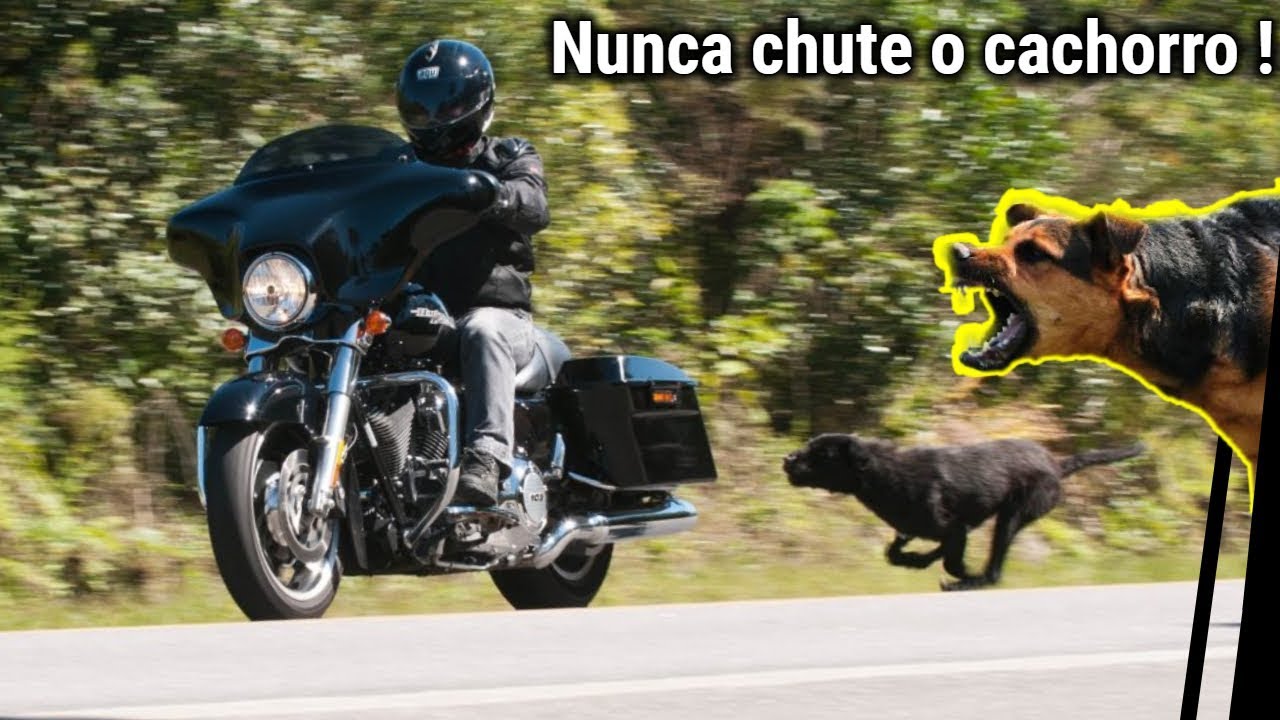 O QUE FAZER QUANDO O CACHORRO CORRER ATRÁS DE VOCÊ