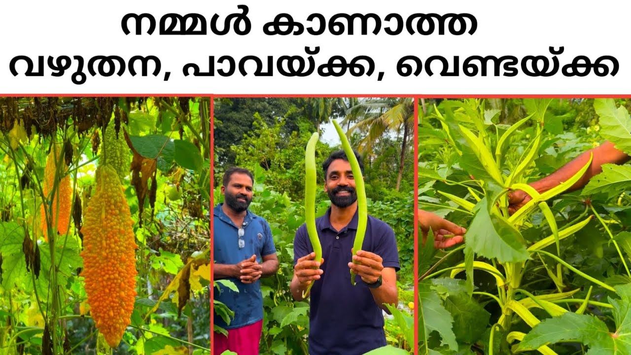 Amazing Farmer In Kerala 