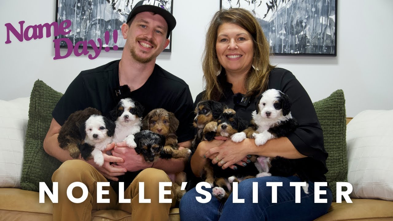 Noelle's F1B Mini Bernedoodle Puppies | Name Day!!