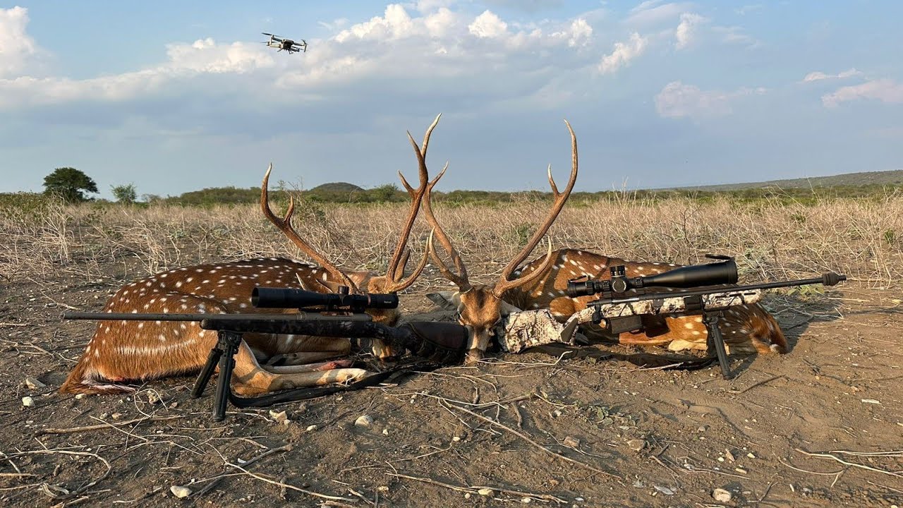 Caceria de Ciervo Axis (Axis Deer Hunting)