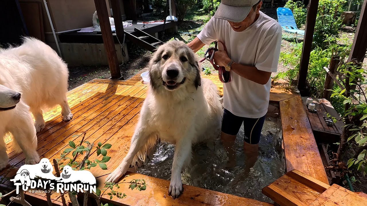 初めての水遊びに困惑しシッポが下がってしまったベルです　Great Pyrenees　グレートピレニーズ