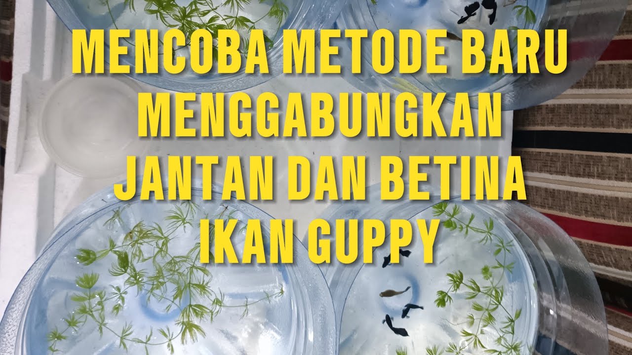 MENCOBA CARA BARU MENGGABUNGKAN JANTAN DAN BETINA IKAN GUPPY