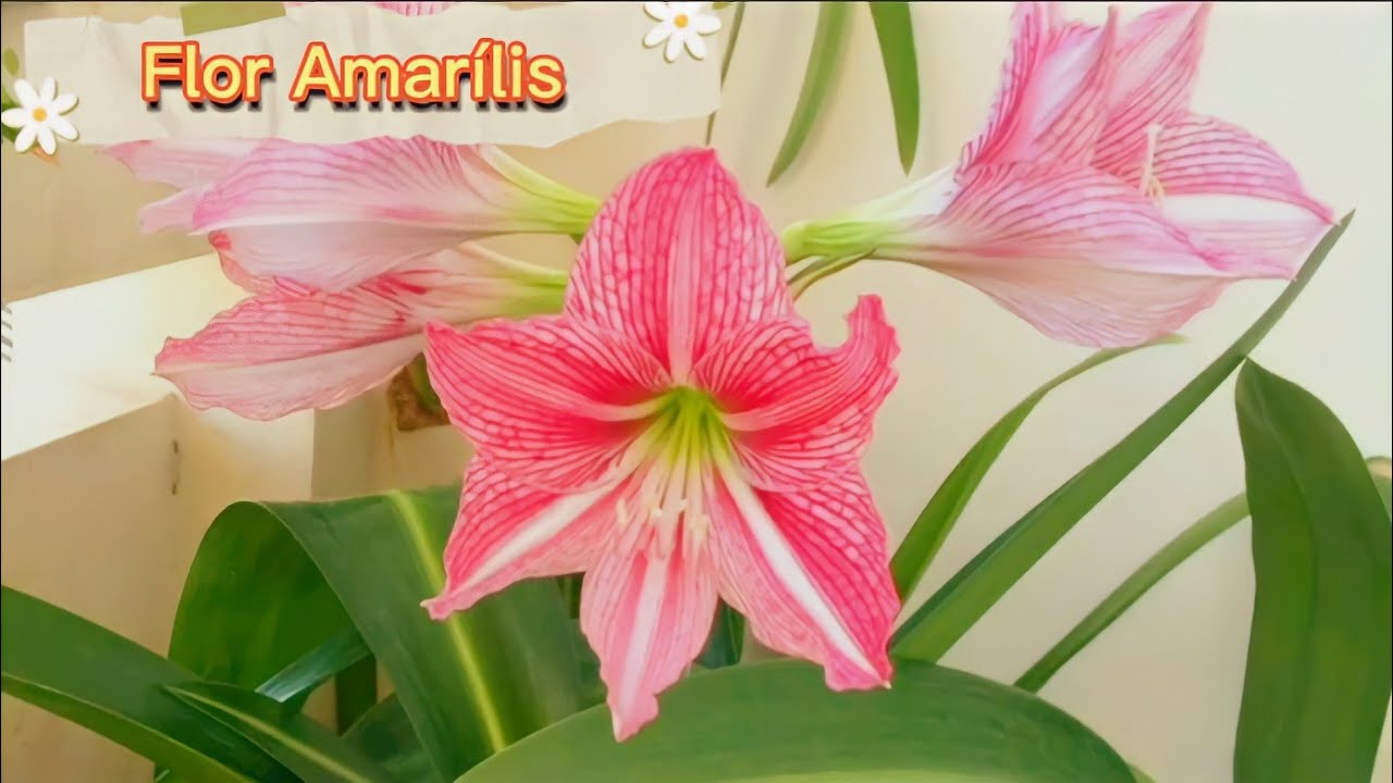 Amar&iacute;lis - Flor Amar&iacute;lis, flor de imperatriz, planta r&uacute;stica decorativa, flor brasileira.