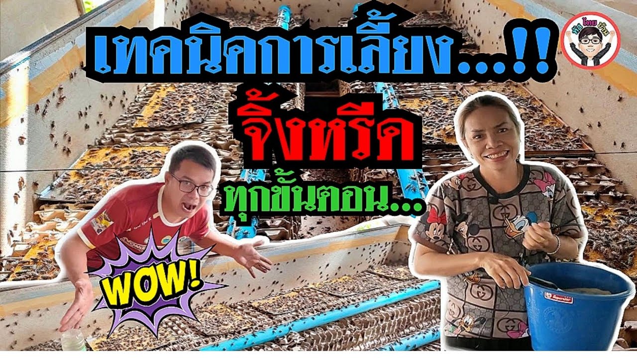 วิธีเลี้ยงจิ้งหรีด บอกทุกขั้นตอน บ้านแวง ตำบลสระคู อำเภอสุวรรณภูมิ จังหวัดร้อยเอ็ด