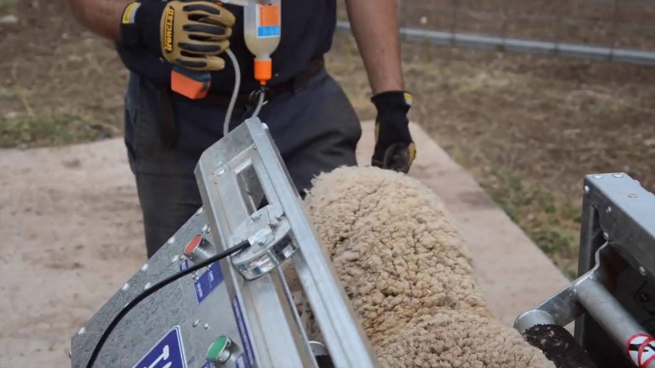 Sheep Vaccination with automed