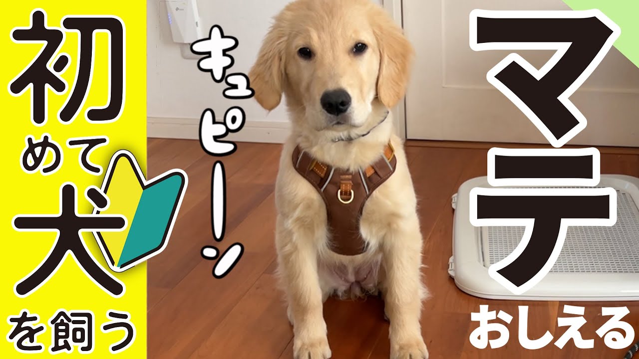 【大型犬】マテを教える（コマンド）#ゴールデンレトリバー #犬のしつけ #まて #大型犬との暮らし