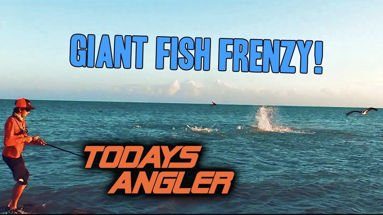 Knee Deep in GIANT Fish Feeding Frenzy!!