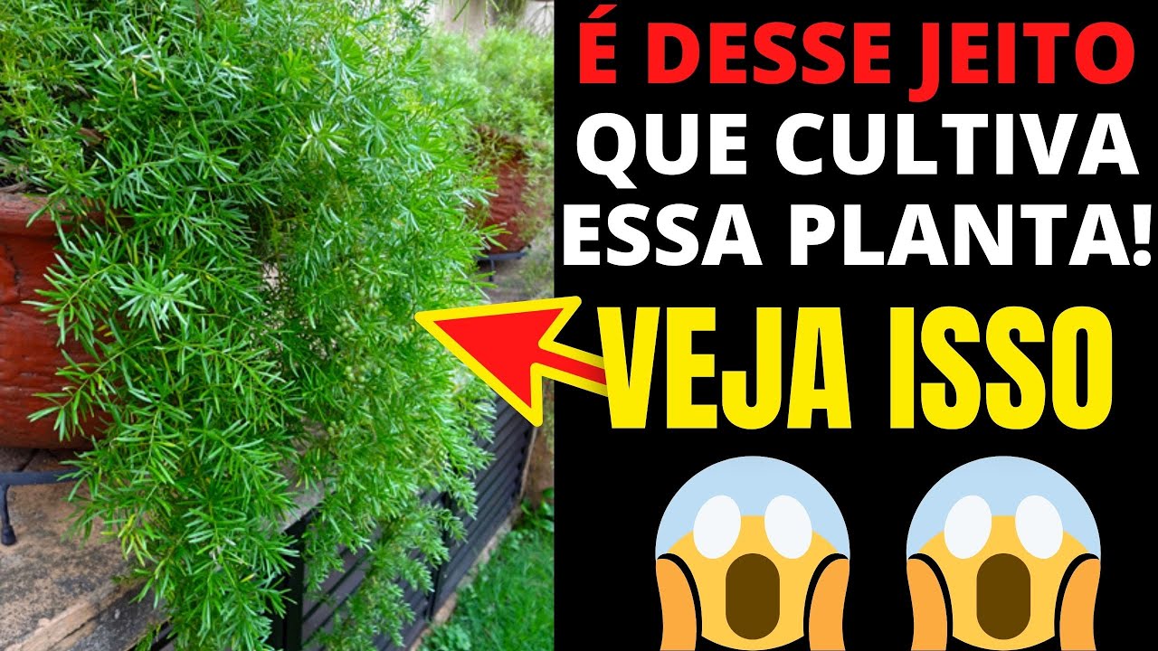 🔴OLHA COMO É INCRÍVEL CUIDAR DESSA PLANTA! O ASPARGO ALFINETE NO VASO CHAMA ATENÇÃO DE QUALQUER UM
