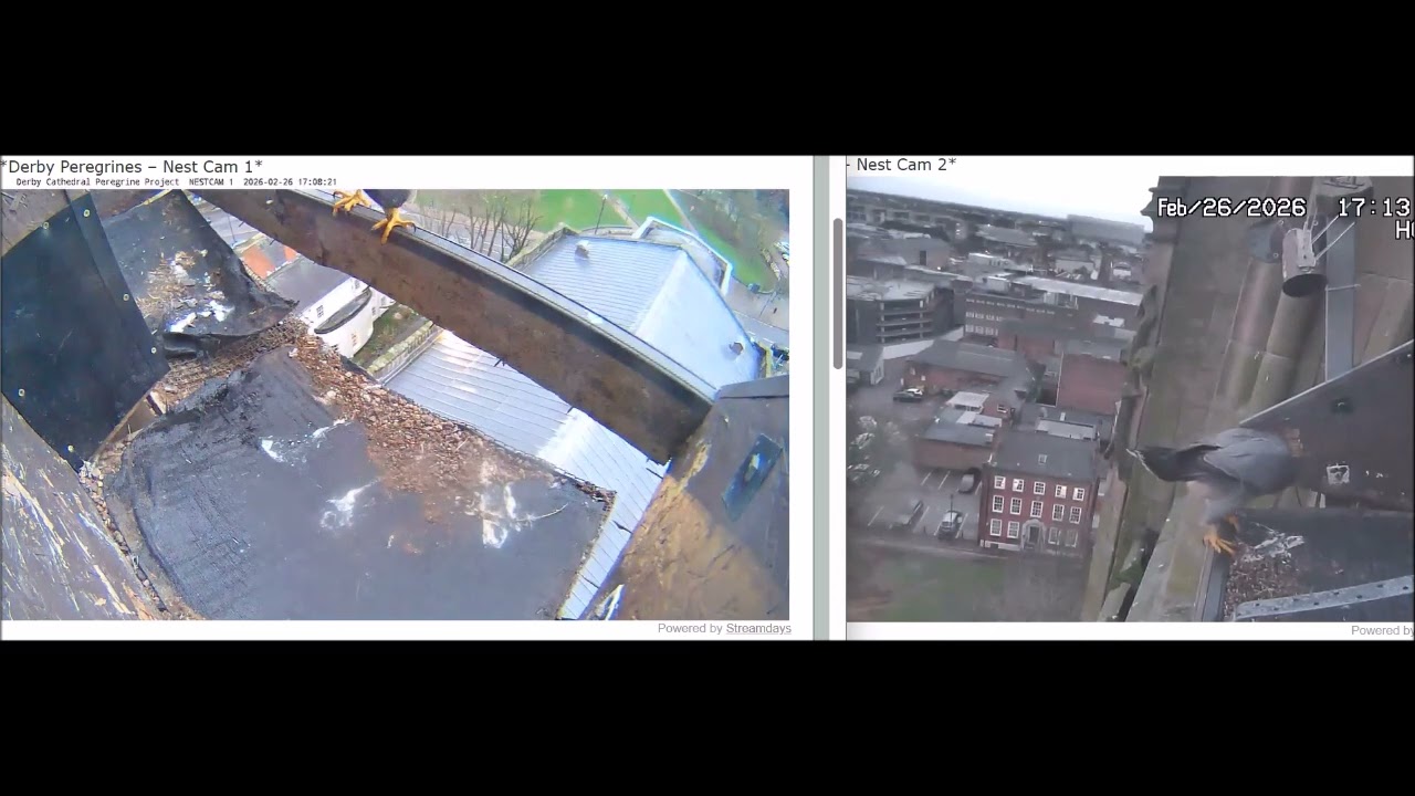 Derby Peregrines Many visits today 26th Feb 2026
