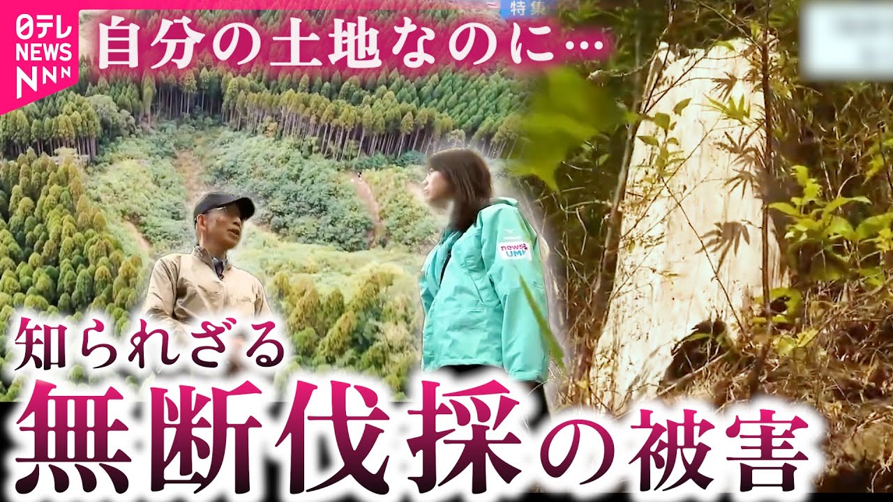 【実態】木材が盗まれる!? 伐採業者は