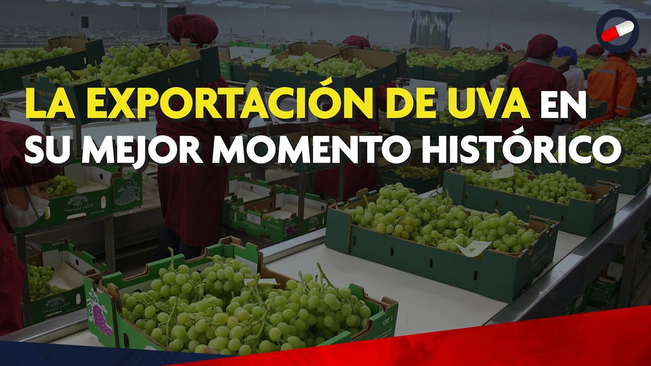 El oro de los viñedos peruanos: Récord histórico en la exportación de uva