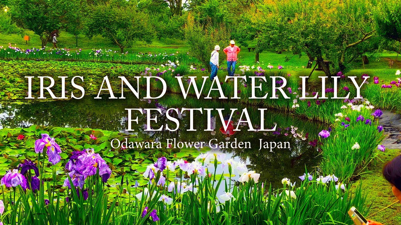 IRIS AND WATER LILY FESTIVAL at Odawara Flower Garden Japan with music of relax｜4k